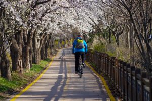 A person with their back to the camera riding down a bike path under a canopy of white flower trees on a sunny day.