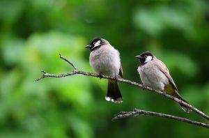 Two small birds on a branch.