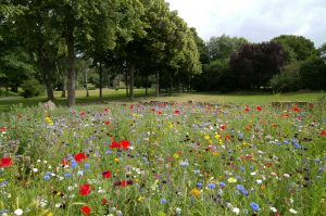 A photo of a field of red, blue, yellow, and white flowers with trees in the background.